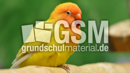 Unzertrennliche (3).jpg